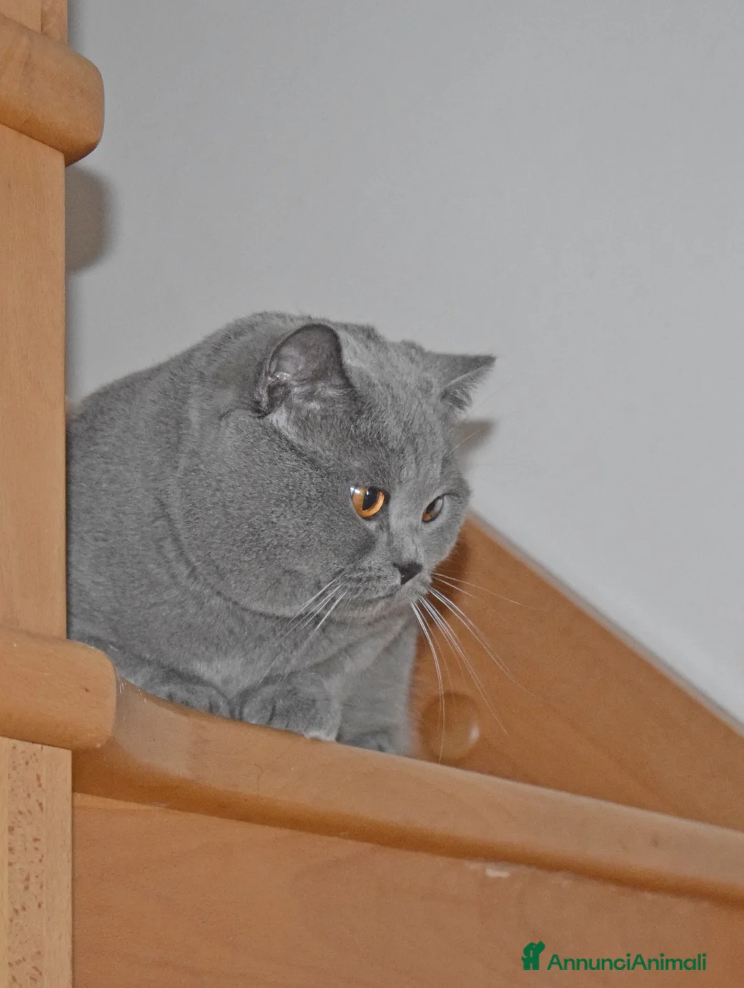 British gatti per accoppiamento: British per accoppiamento - Annuncio 2