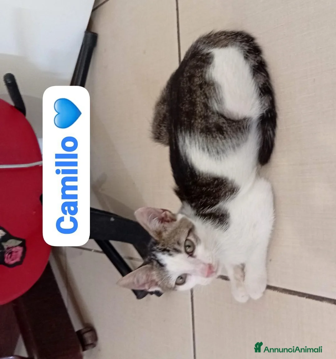 Meticcio cani in regalo: Una seconda possibilità di amore e coccole  - Annuncio 2