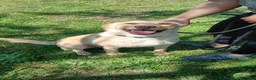Meticcio cani in regalo: CESARE BELLO E BUONO MA NESSUNO LO VUOLE - Annuncio 4