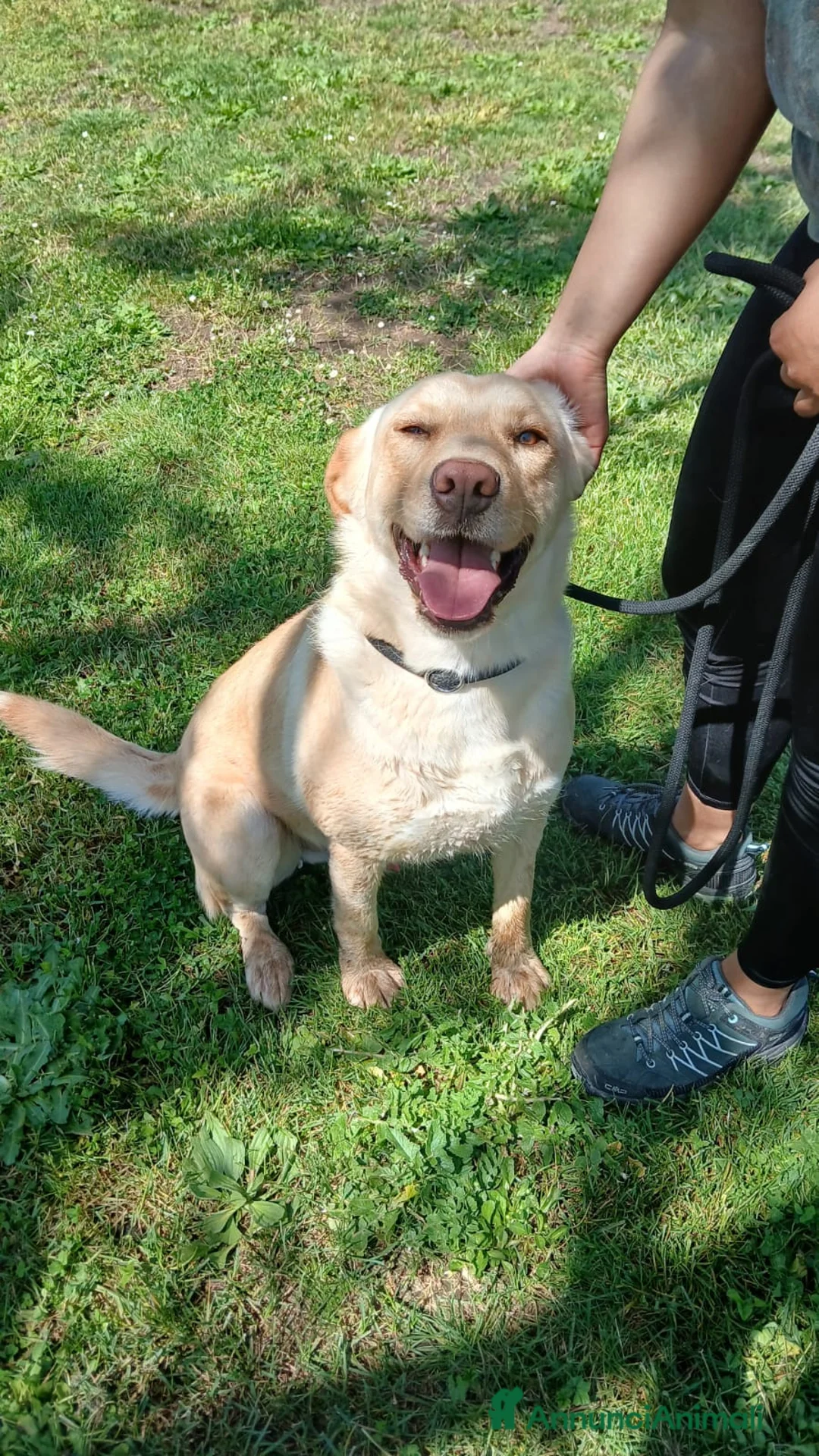 Meticcio cani in regalo: CESARE BELLO E BUONO MA NESSUNO LO VUOLE - Annuncio 4