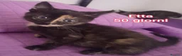 Meticcio gatti in regalo: TANTI GATTINI BISOGNOSI  a Provincia di Reggio Emilia - Annuncio 4