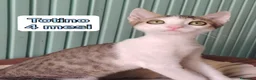 Altre razze gatti in regalo: ADOTTA UN GATTINO! a Provincia di Reggio Emilia - Annuncio 7