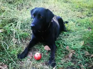 Labrador cani Leila - Labrador Femmina - Annuncio 8