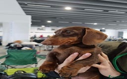 Bassotto cani in vendita: Cuccioli bassotto nano  a Provincia di Ferrara - Immagine 5