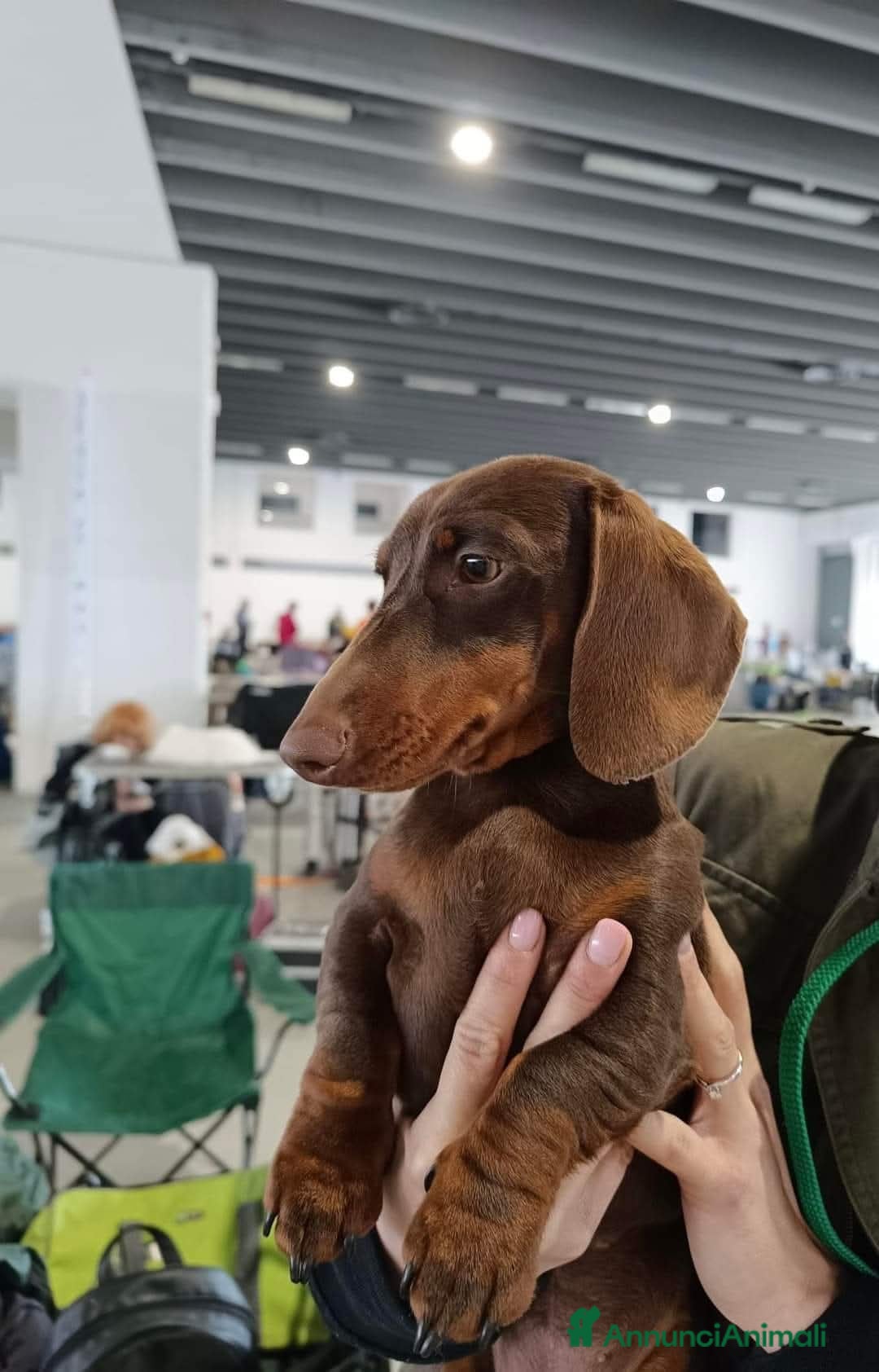 Bassotto cani in vendita: Cuccioli bassotto nano  a Provincia di Ferrara - Immagine 5