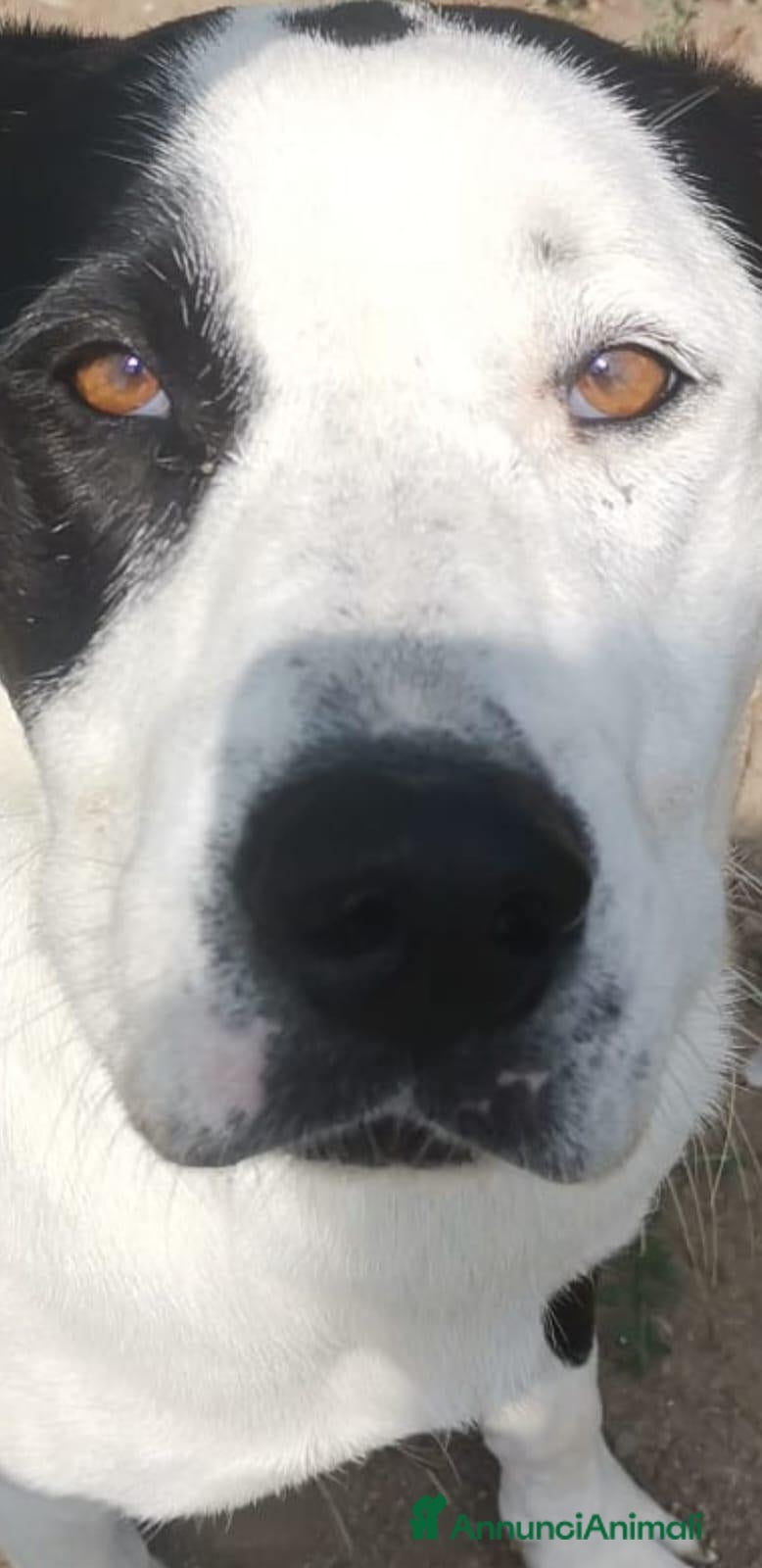 Meticcio cani Tequila: taglia grande, cerca adozione o stallo  - Annuncio 24