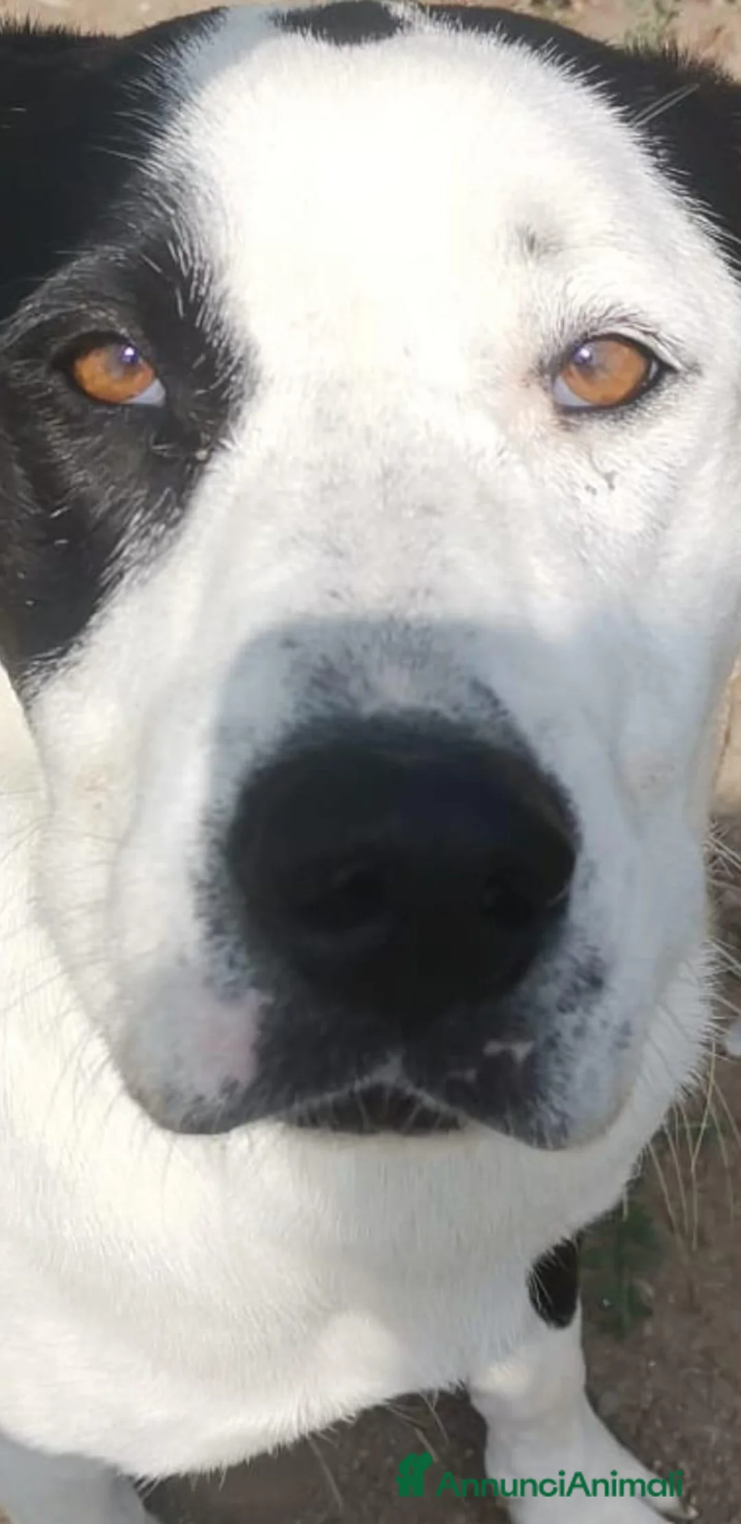 Meticcio cani in regalo: Tequila: taglia grande, cerca adozione o stallo  - Annuncio 1