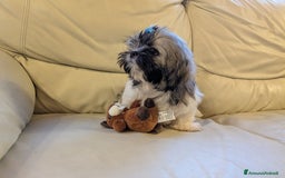 Shih Tzu cani in vendita: Maschio Shitzu con pedigree  a Provincia di Brescia - Immagine 4