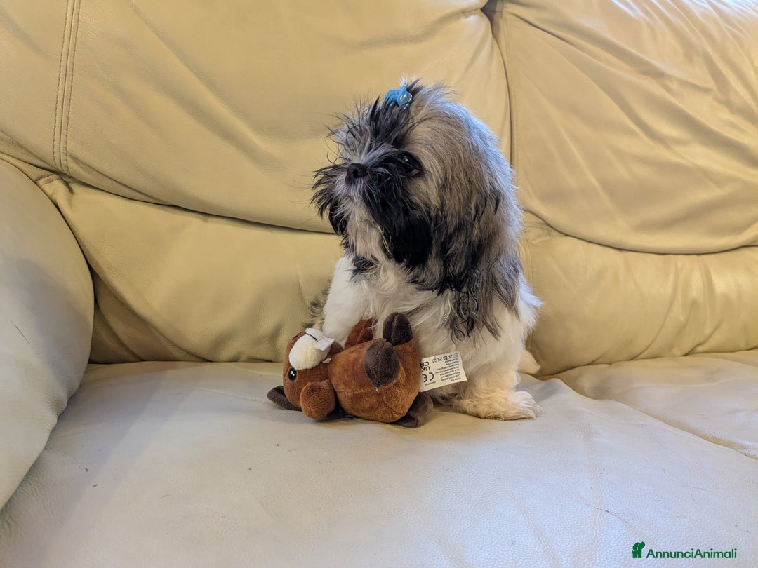 Shih Tzu cani in vendita: Maschio Shitzu con pedigree  a Provincia di Brescia - Immagine 4