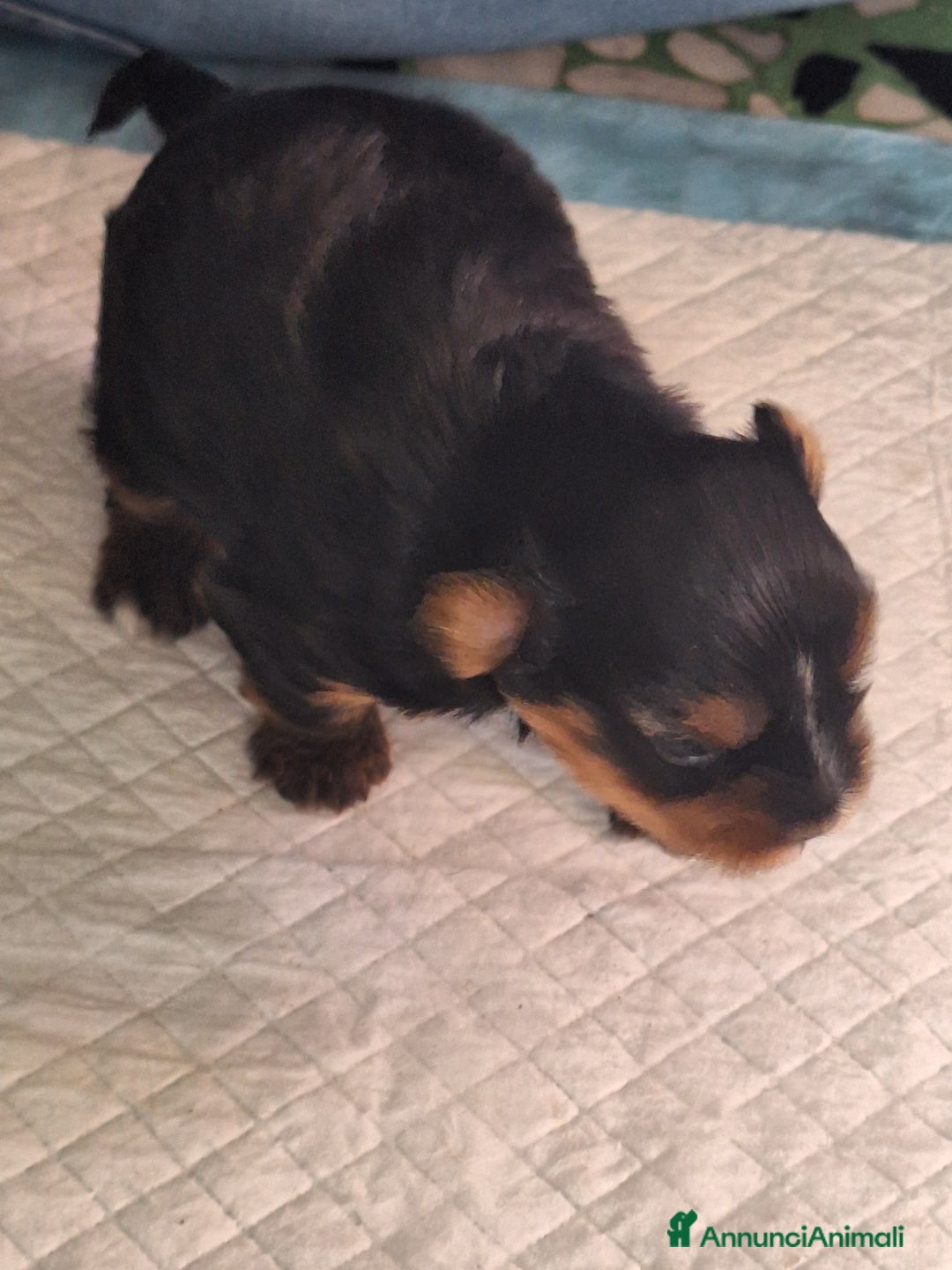 Yorkshire cani in vendita: Yorkshire terrier  - Annuncio 2