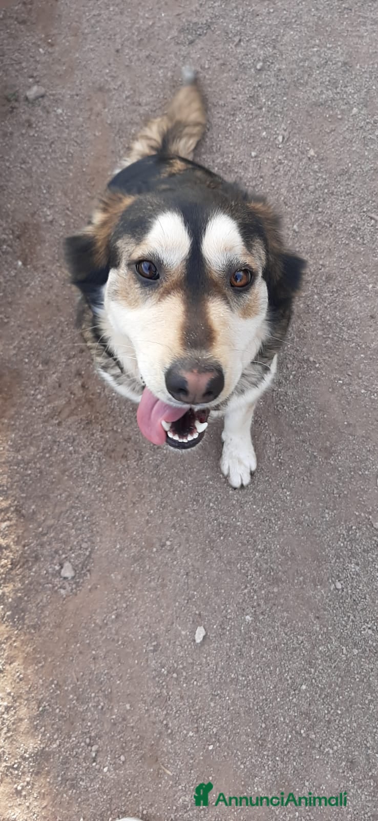 Husky cani LARA  a Provincia di Avellino - Annuncio 2