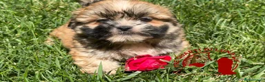 Maltipoo 2