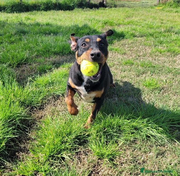Meticcio cani Bullo, il tenerone - Annuncio 1