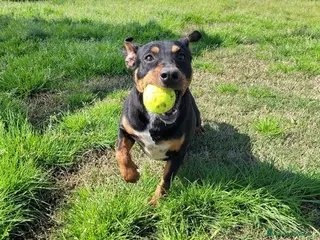 Meticcio cani Bullo, il tenerone - Annuncio 1