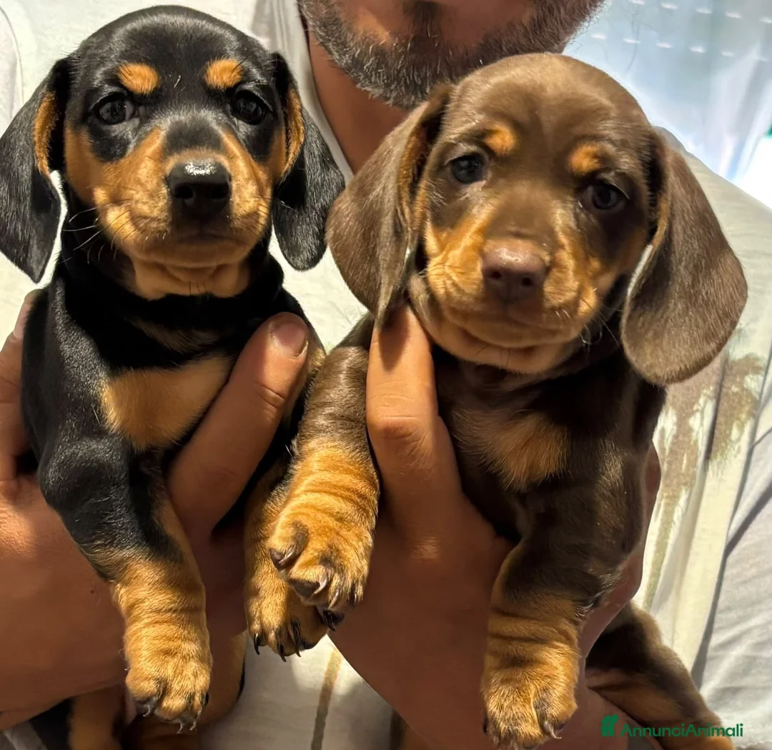 Bassotto Nano cani in vendita: Bassotto nano - Annuncio 2