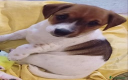Jack Russell cani in vendita: Jack Russell Terrier maschi a Provincia di Ravenna - Immagine 3