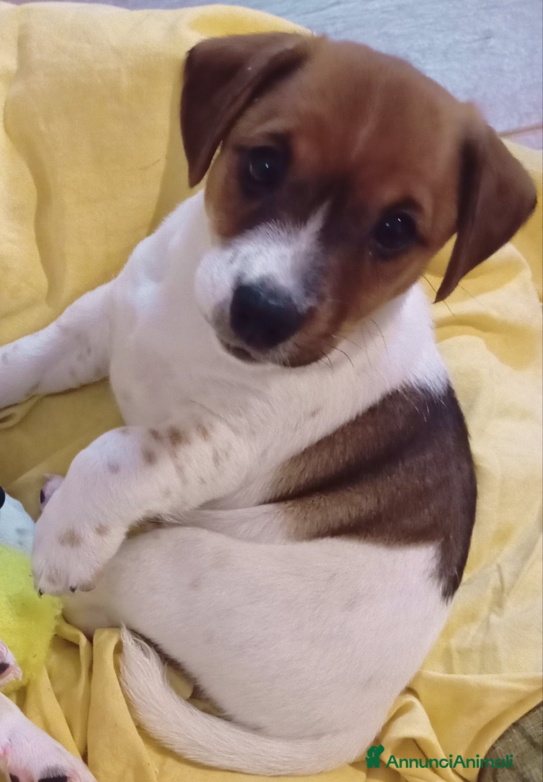 Jack Russell cani in vendita: Jack Russell Terrier maschi a Provincia di Ravenna - Immagine 3