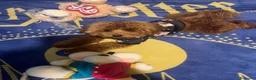Barboncino Toy cani per accoppiamento: Splendido esemplare di Barboncino Toy con Pedigree a Provincia di Novara - Annuncio 4