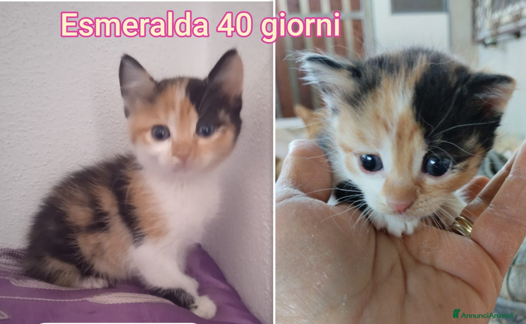 Meticcio gatti TANTI MICINI SOLI! - Annuncio 10