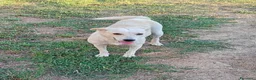 Meticcio cani in regalo: Adele - Annuncio 2