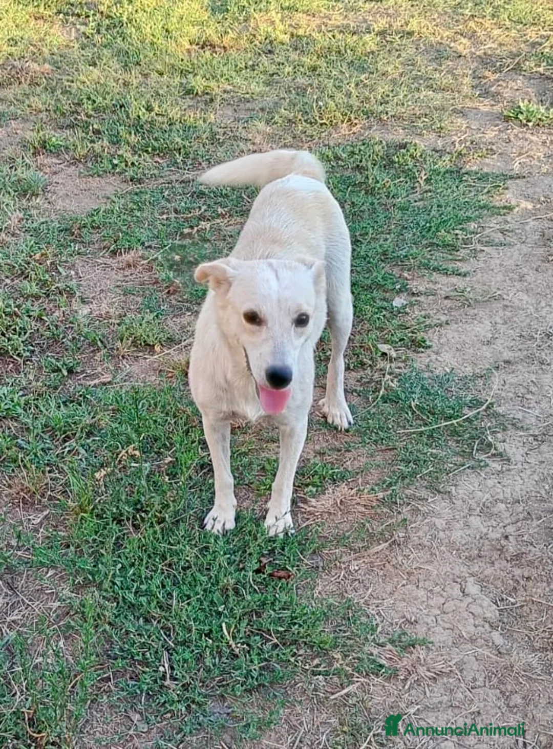 Meticcio cani in regalo: Adele - Annuncio 2