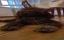 Lagotto cani in vendita: Cucciola di Lagotto Romagnolo con Pedigree  a Provincia di Chieti - Immagine 4