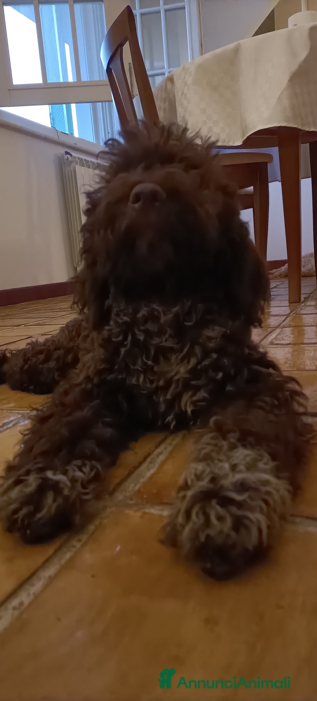 Lagotto cani in vendita: Cucciola di Lagotto Romagnolo con Pedigree  a Provincia di Chieti - Immagine 4