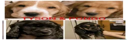 Cocker cani in vendita: Ultimi cuccioli cocker - Annuncio 1