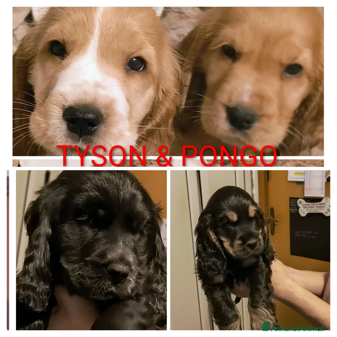 Cocker cani in vendita: Ultimi cuccioli cocker - Annuncio 1