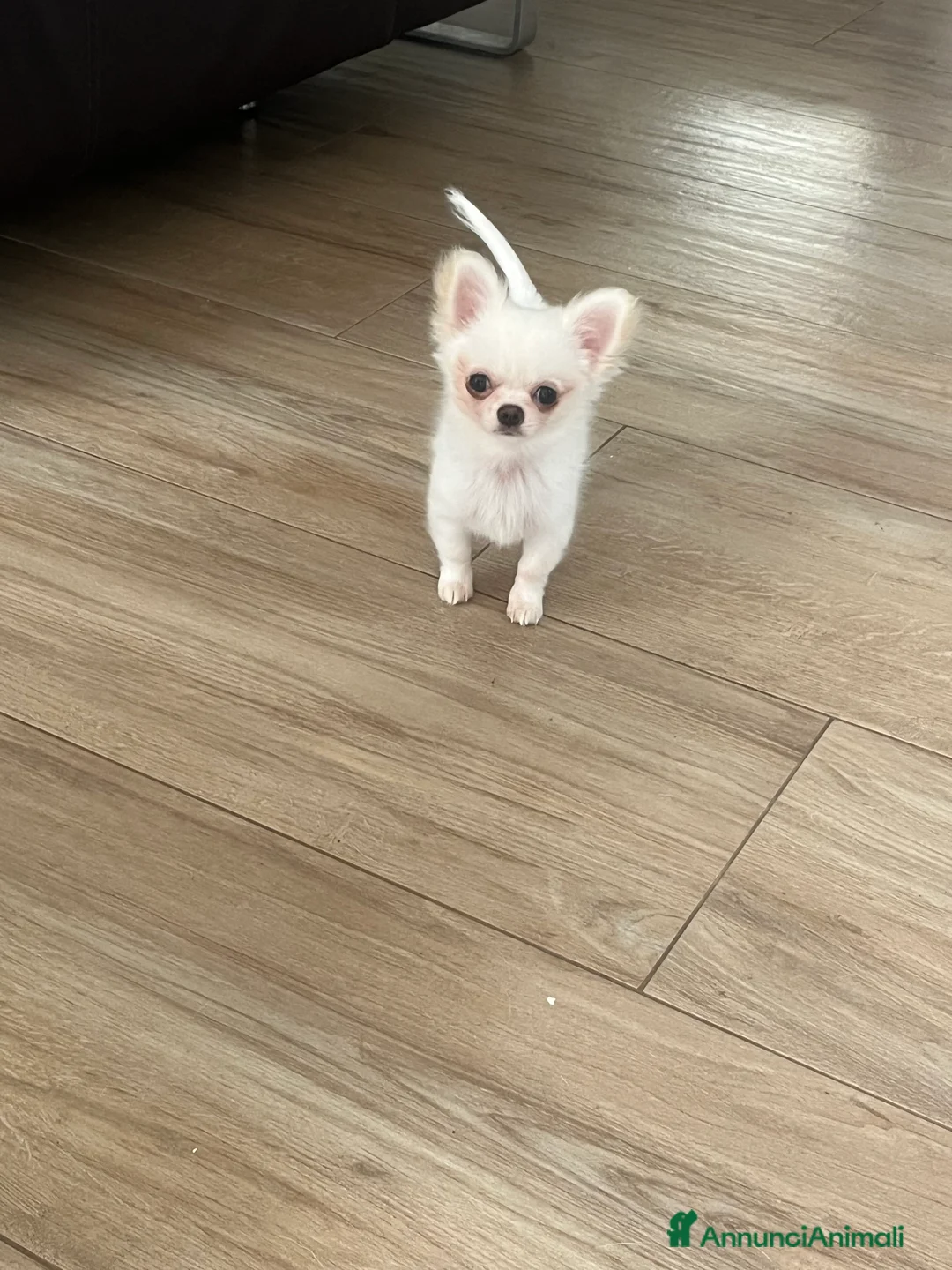 Chihuahua cani in vendita: Chihuahua con pedigree  - Annuncio 7