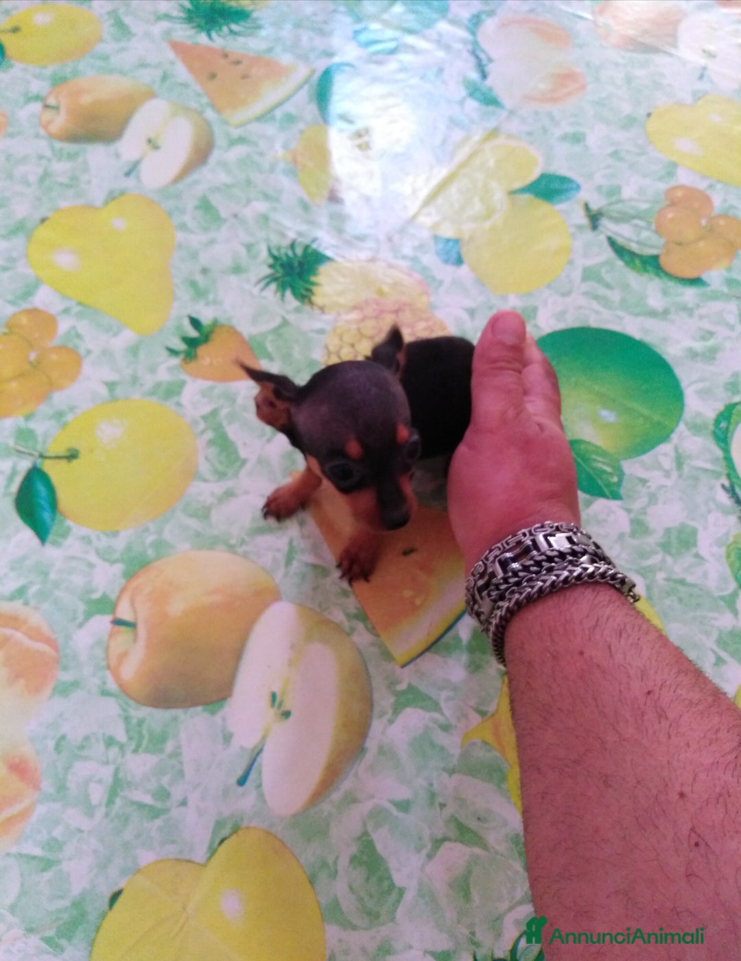 Pinscher Miniatura cani in vendita: Pincher nani toy super cuccioli taglia piccola  - Annuncio 5