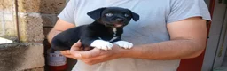 Meticcio cani in regalo: IL CUCCIOLO ACHILLE HA BISOGNO DI UNA FAMIGLIA - Annuncio 3