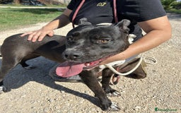 Pitbull cani in regalo: JESSY, Cuore di pitt - Annuncio 8