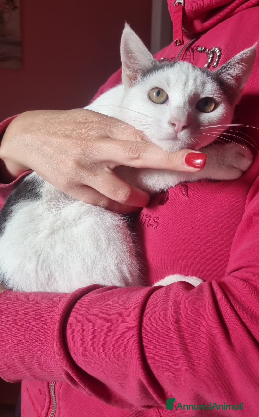 Europeo gatti in regalo: Macchia cerca casa 🏡  - Immagine 2