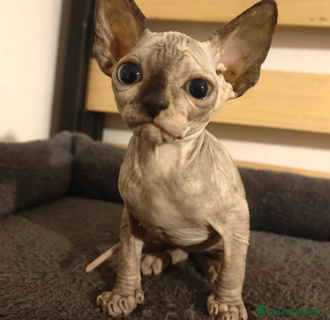 Sphynx gatti in vendita: Cucciola di Canadian Sphynx - Annuncio 1
