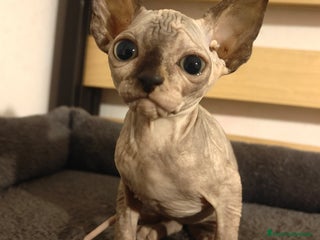 Sphynx gatti Cucciola di Canadian Sphynx - Annuncio 13