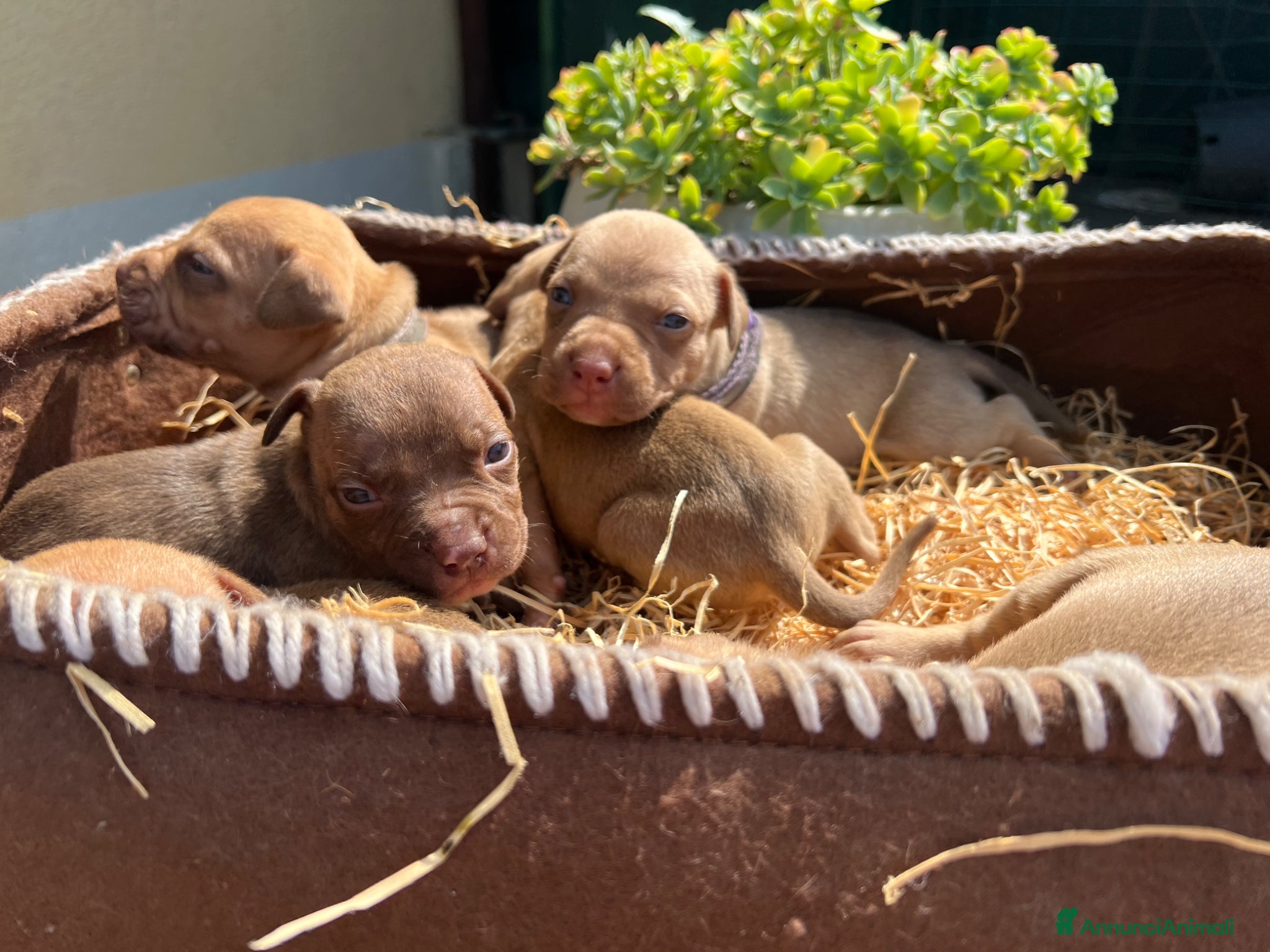 Pitbull cani in vendita: Ultime femmine Pitbull ukc  - Annuncio 14