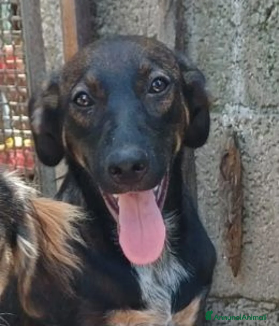 Meticcio cani in regalo: ORAZIO affettuoso coccolone a Provincia di Reggio Emilia - Annuncio 5