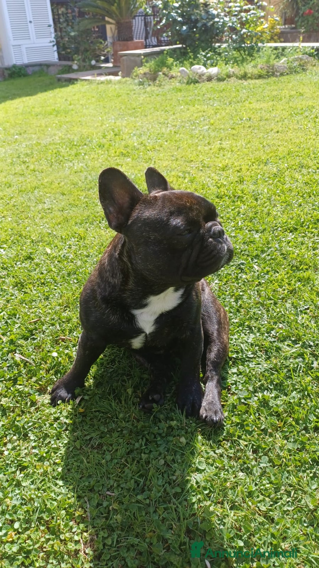 Bulldog Francese cani per accoppiamento: Bulldog francese maschio per accoppiamento  - Annuncio 7