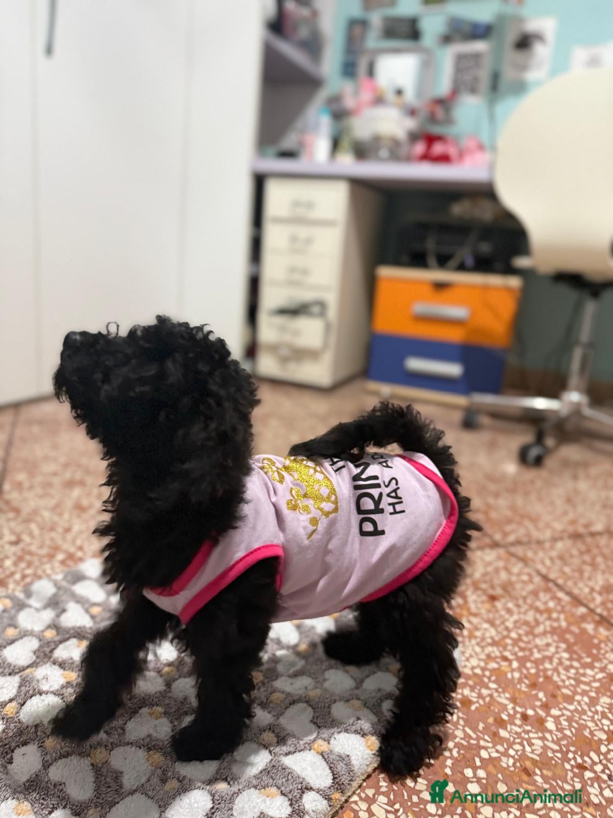 Barboncino cani cucciola barboncino femminuccia  - Annuncio 3