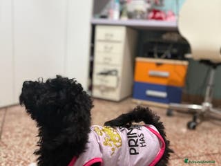 Barboncino cani cucciola barboncino femminuccia - Annuncio 3