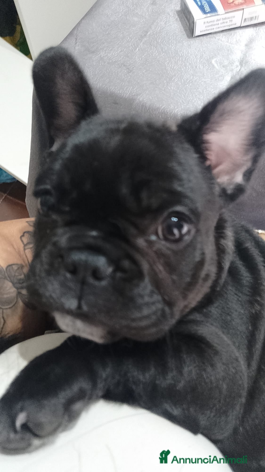 Bulldog Francese cani Cuccioli bulldog francese  - Annuncio 3