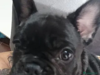 Bulldog Francese cani Cuccioli bulldog francese - Annuncio 3