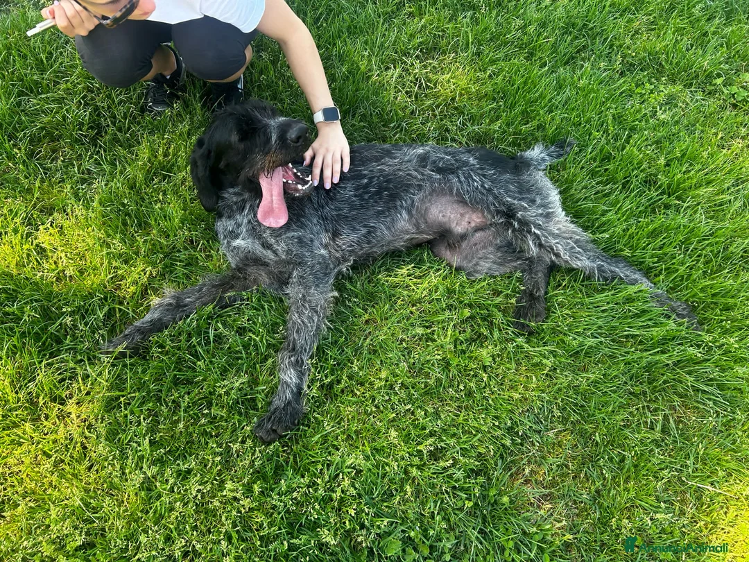 Drahthaar cani in regalo: IBRA, sfortunato drahthaar in regalo a Città metropolitana di Milano - Annuncio 8