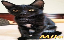 Europeo gatti in regalo: MILO UN AMORE DI GATTINO - Immagine 1