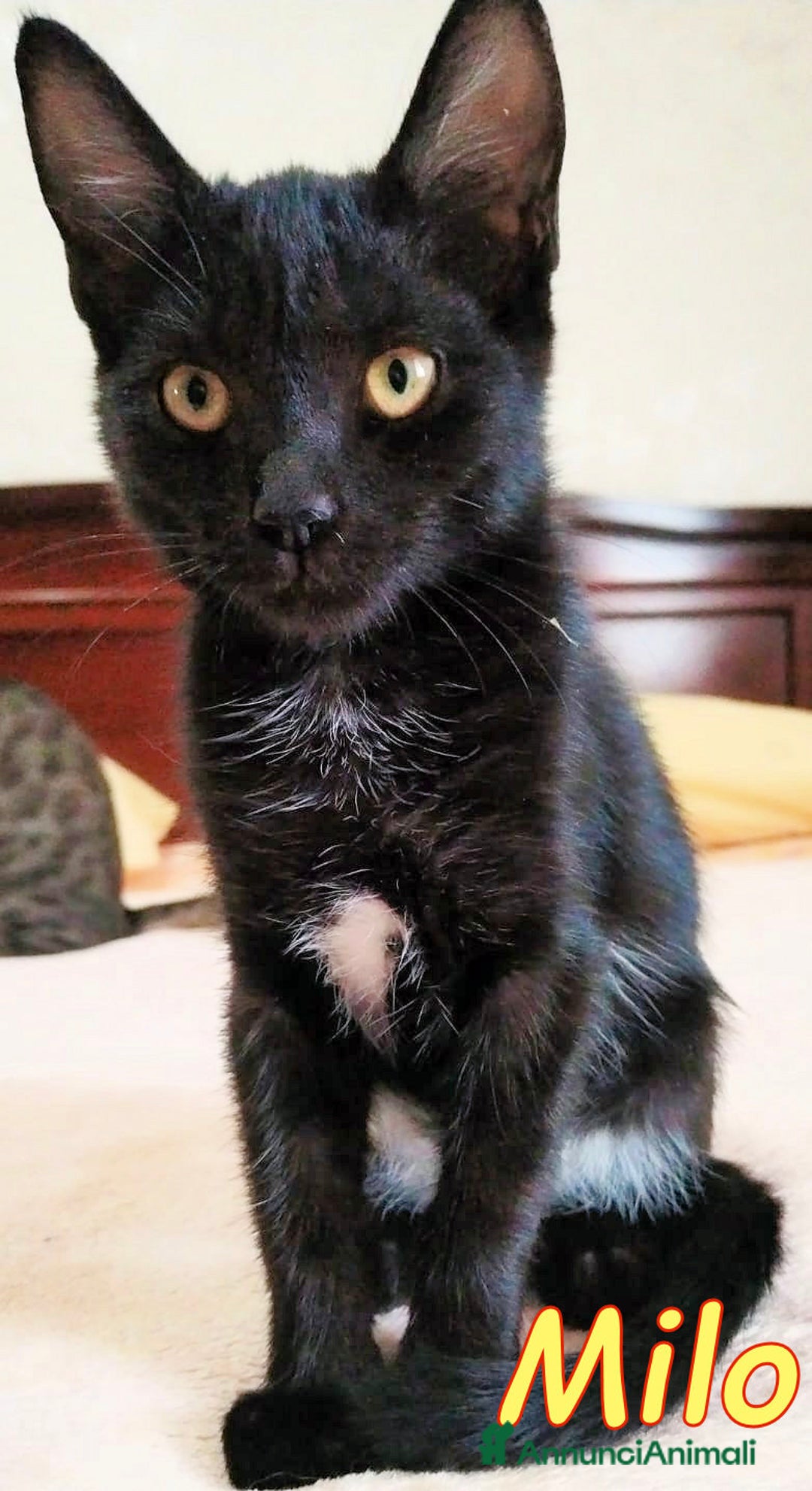 Europeo gatti in regalo: MILO UN AMORE DI GATTINO - Immagine 1