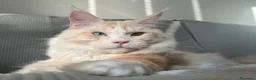 Maine Coon gatti in vendita: Prenotazione cuccioli Maine Coon  - Annuncio 3
