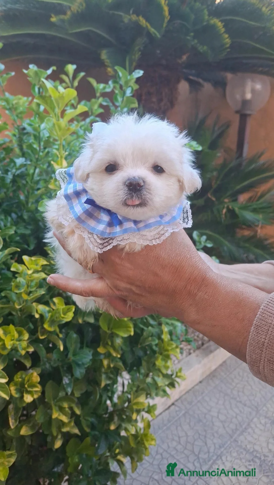 Maltese cani in vendita: Maltesi coreani - Annuncio 2