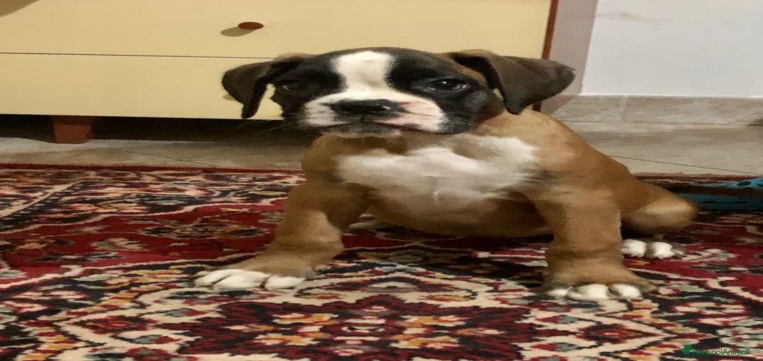 Immagine della galleria {{count}}