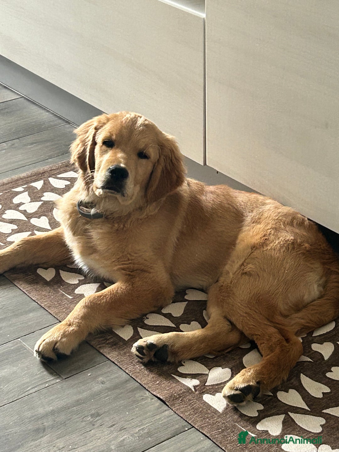 Golden Retriever cani per accoppiamento: Golden retriver americano per monta  - Annuncio 4